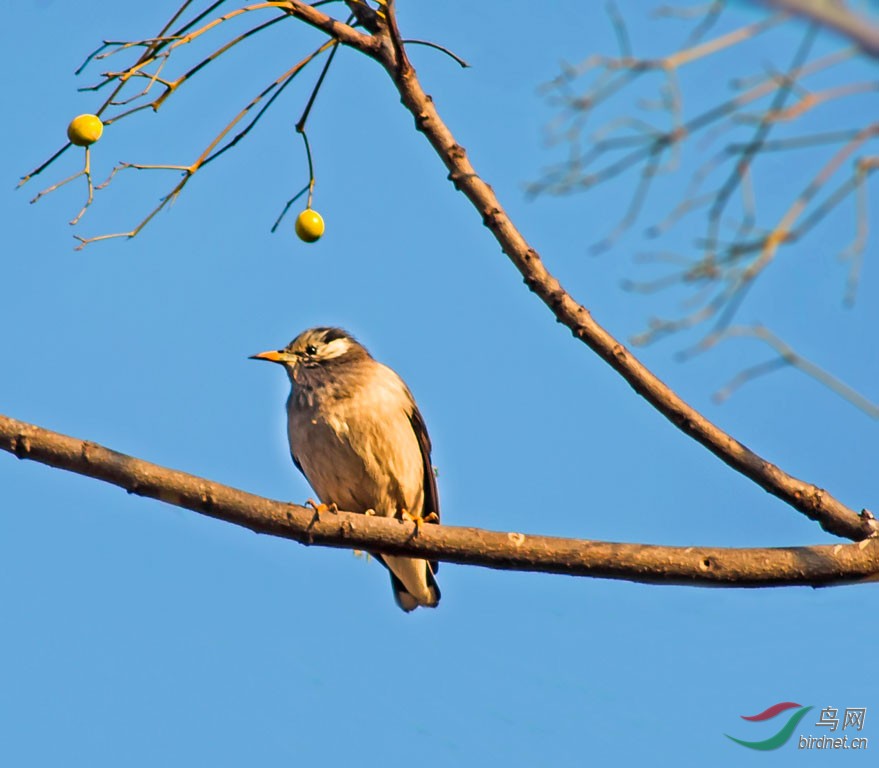 楝树上的鸟儿