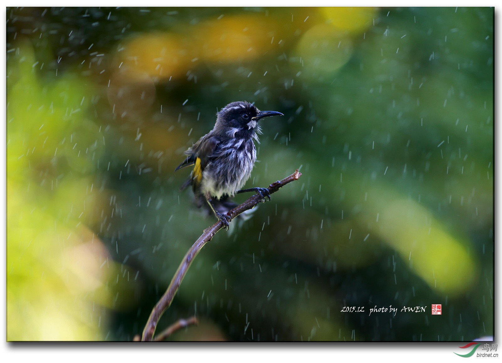 雨中小鸟!