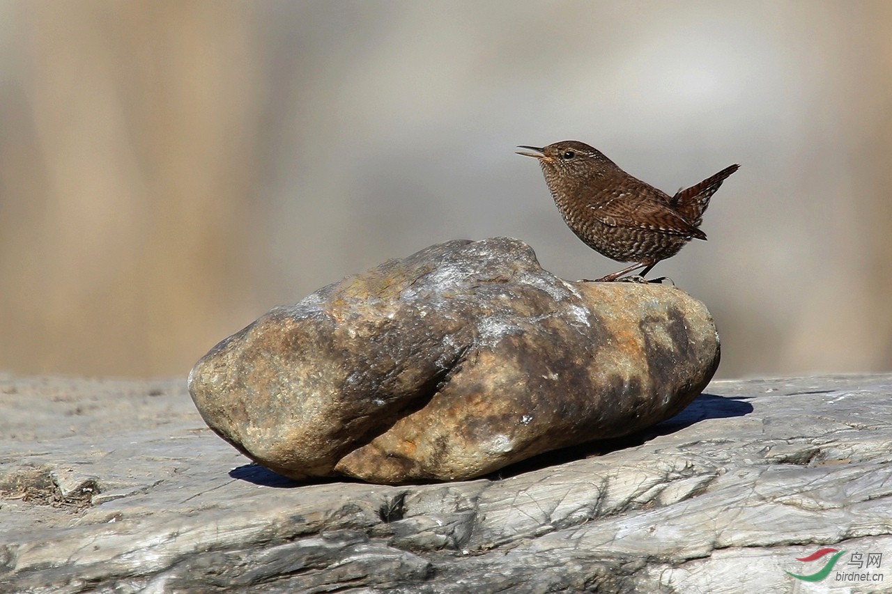 自然状态下的鹪鹩