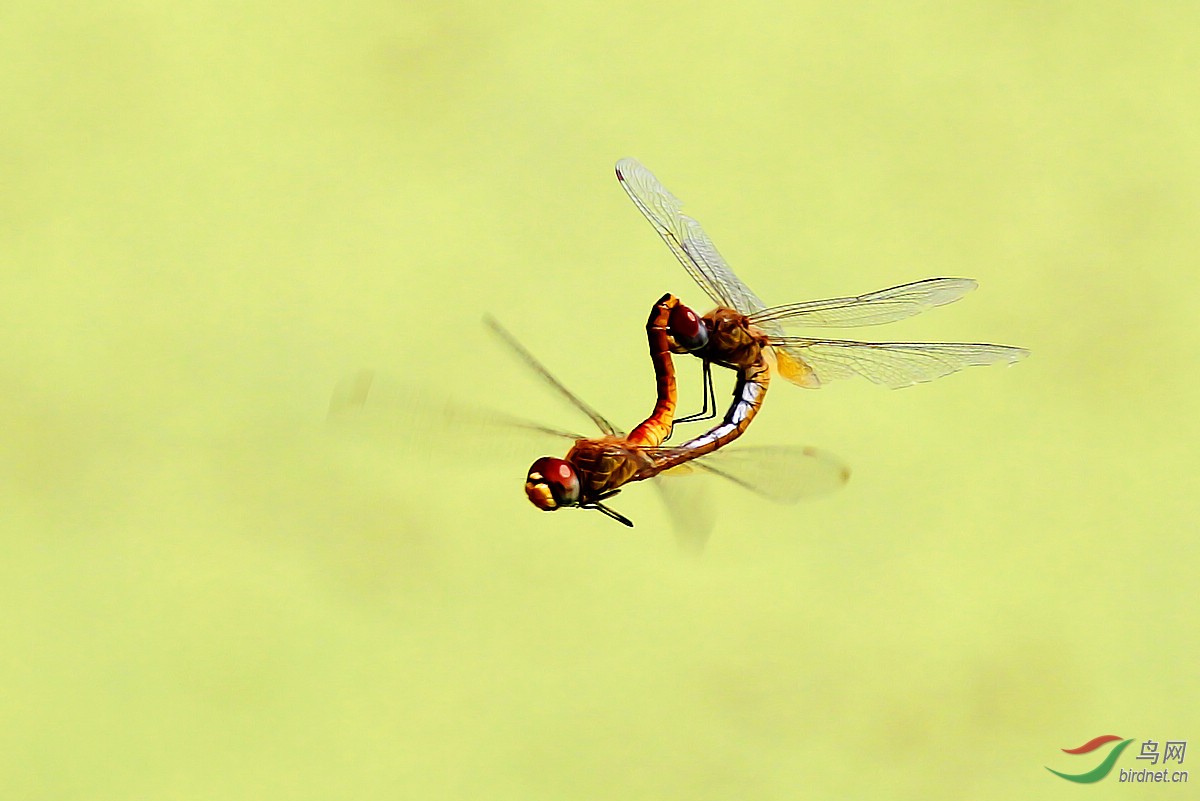蜻蜓点水 交配 飞舞