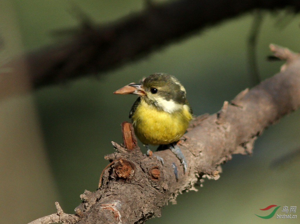 一组黄腹山雀(雌鸟)
