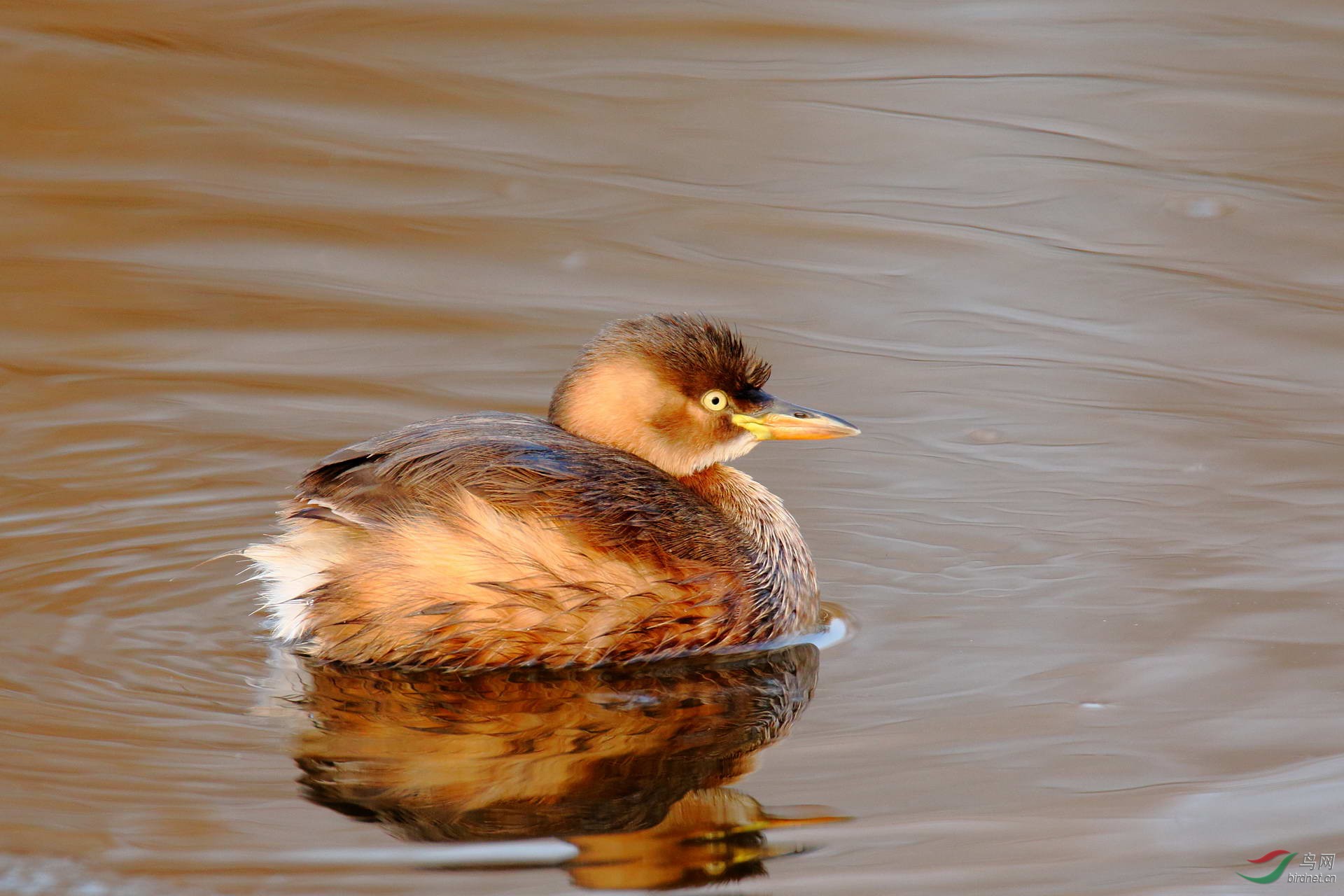 俊俏的小䴙䴘(点击看大图)