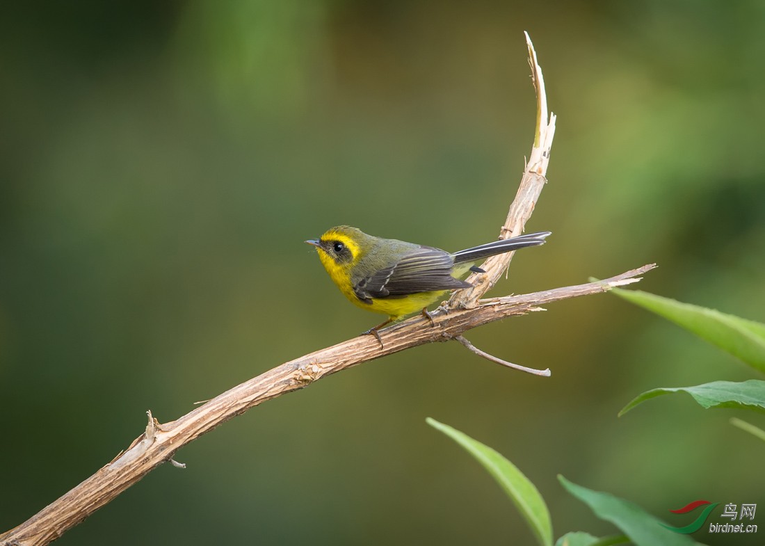 黄腹扇尾鹟yellowbelliedfantail