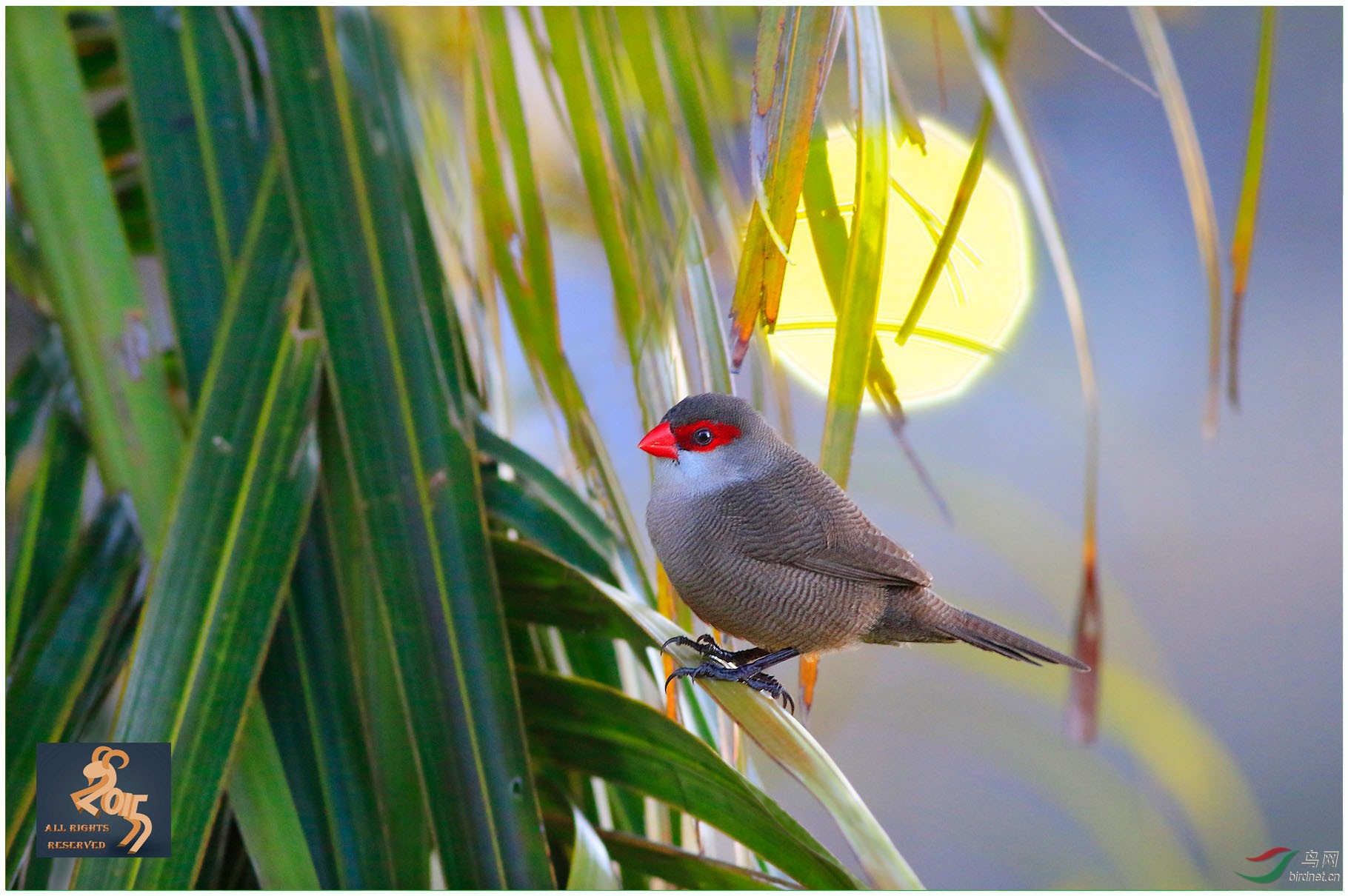 (梅花雀)梅花苏雀(～～～图1首页精华～～～)