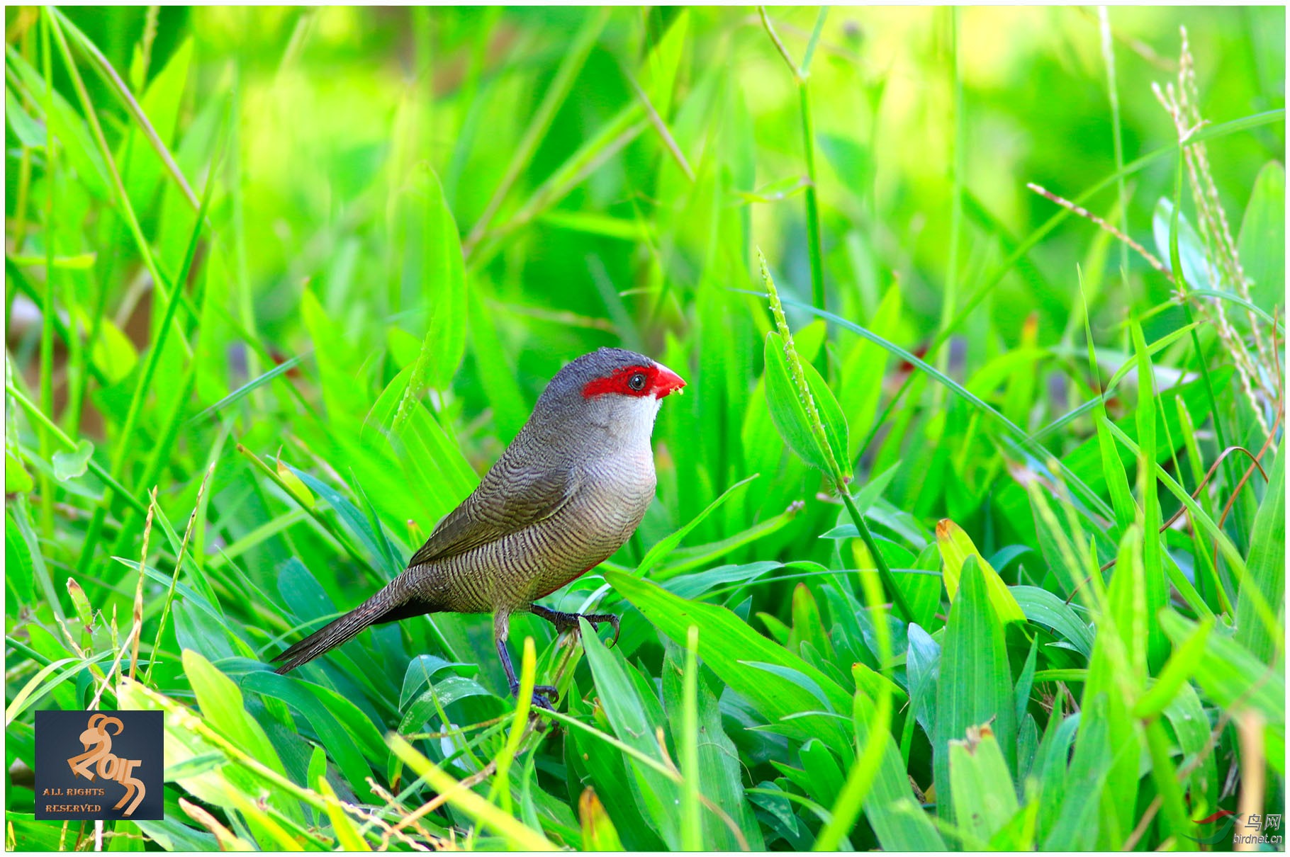 梅花雀梅花苏雀图1首页精华