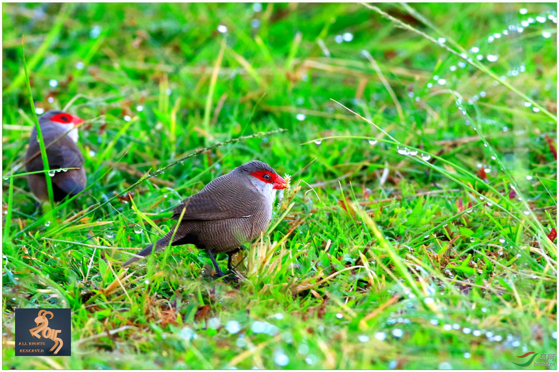 梅花雀梅花苏雀图1首页精华