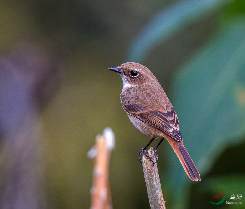 灰林鸲 - 云南版 yunnan 鸟网