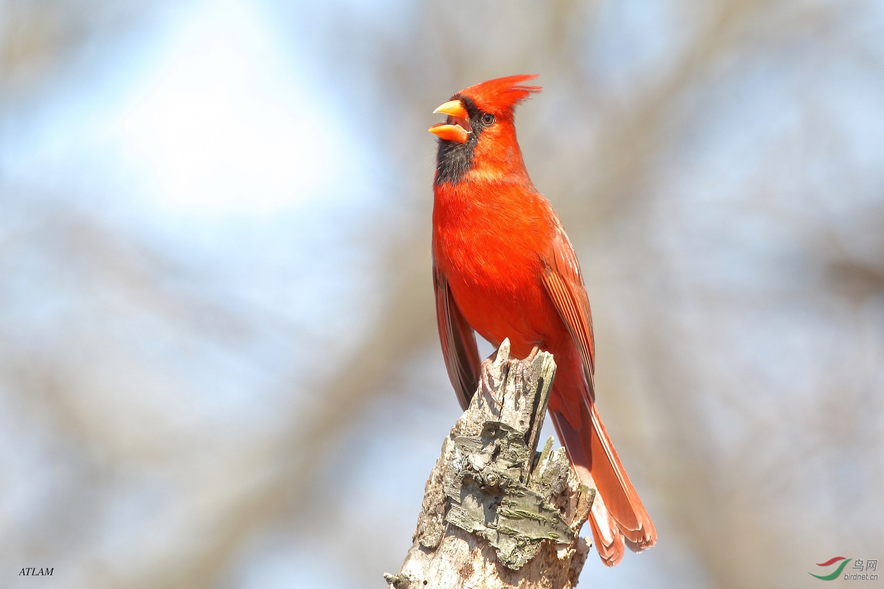 主红雀 北美紅雀 Northern Cardinal