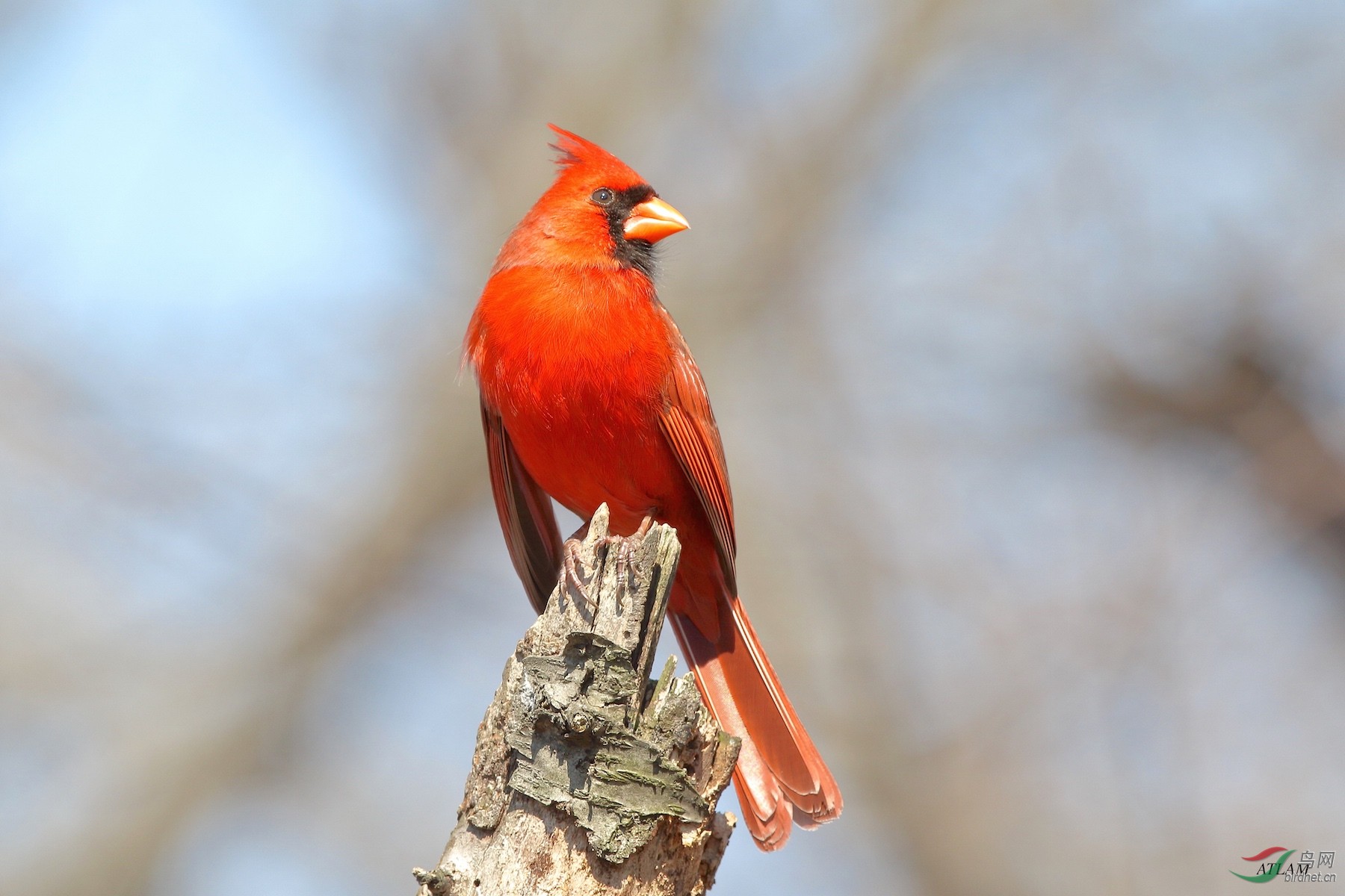 主红雀 北美紅雀 Northern Cardinal