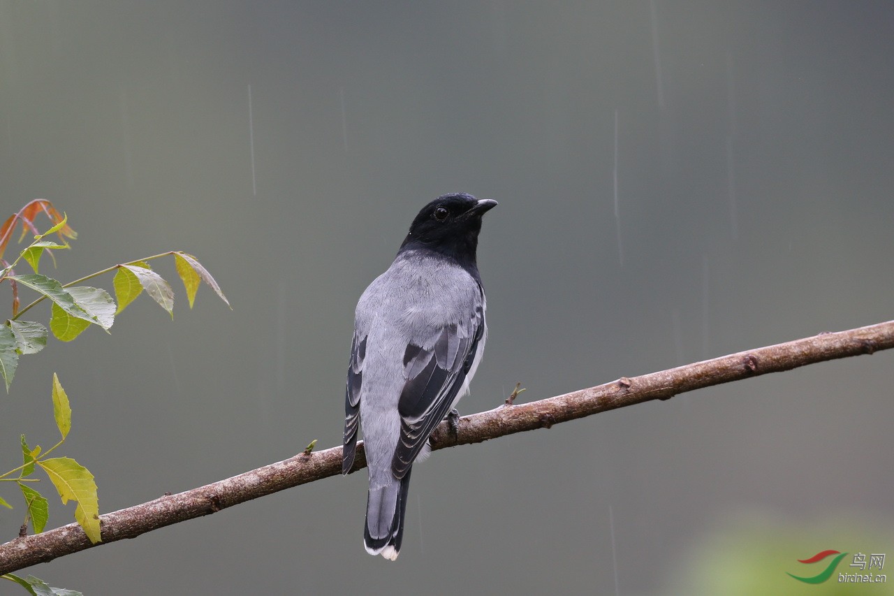 黑头鹃鵙(black-headed cuckooshrike) - 观鸟之旅 鸟网