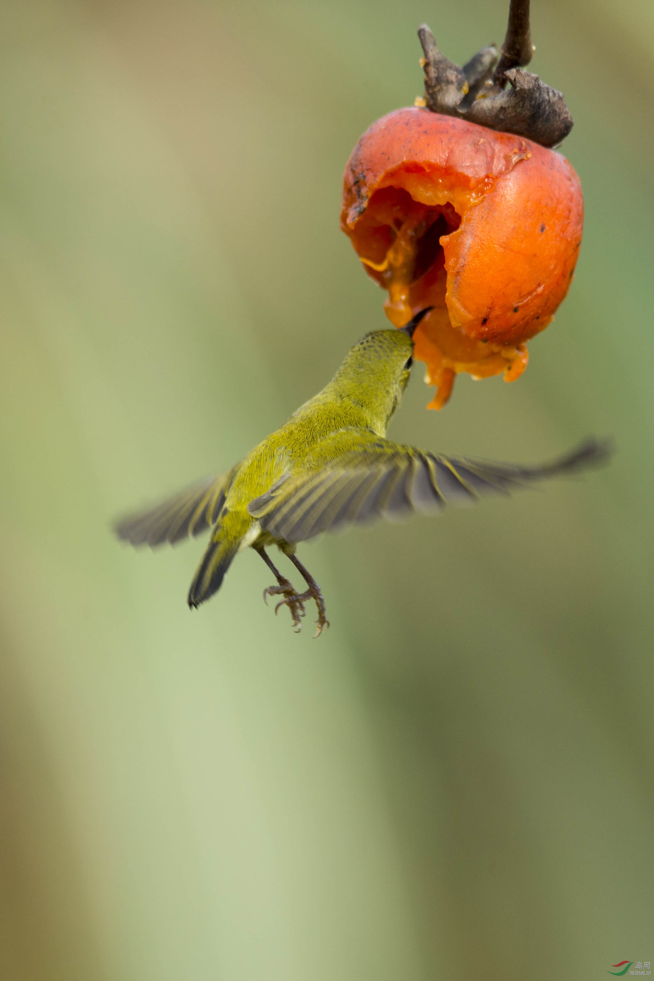 太阳鸟吸食柿子