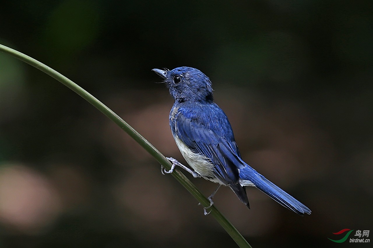 海南蓝仙鹟 (幼鸟)