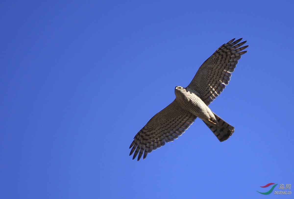 求鸟名是雀鹰吗