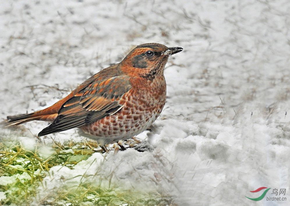 223954tsf0apncz3u1ls0s ����.jpg