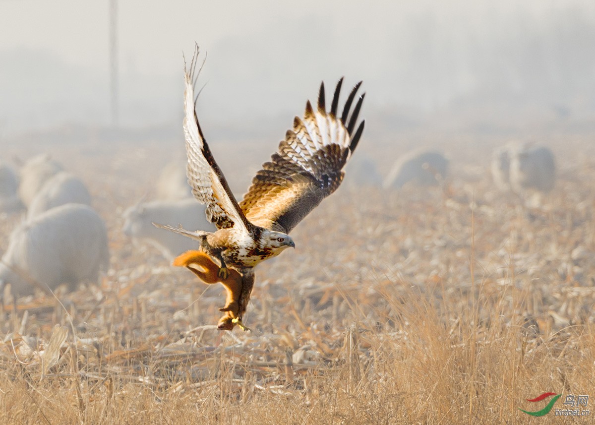大鵟大鵟捕获黄鼠狼贺图3获首页精华图片