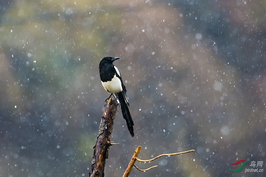 大雪中傲立的喜鹊