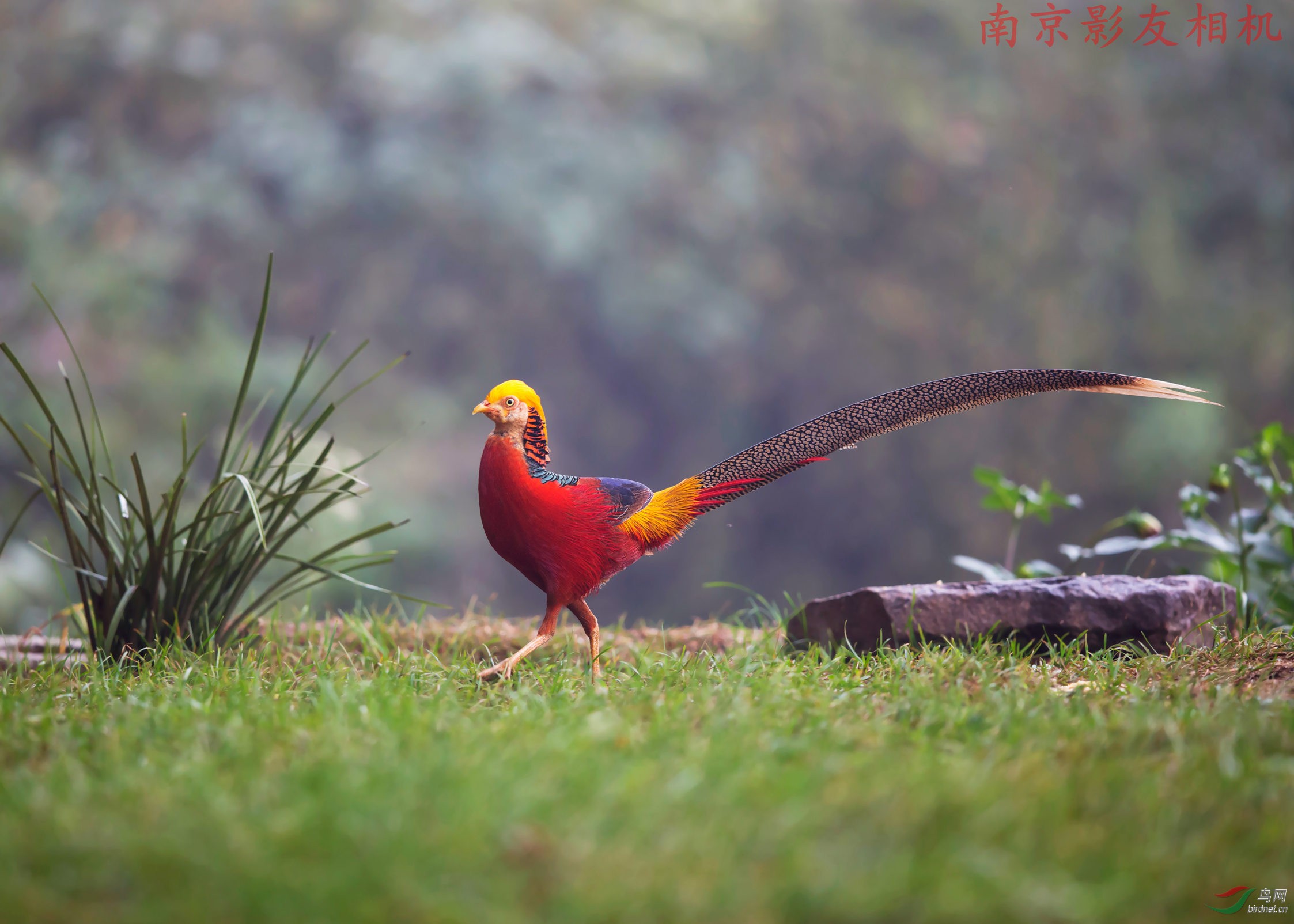 孤傲江湖之雌雄红腹锦鸡顶龙江版