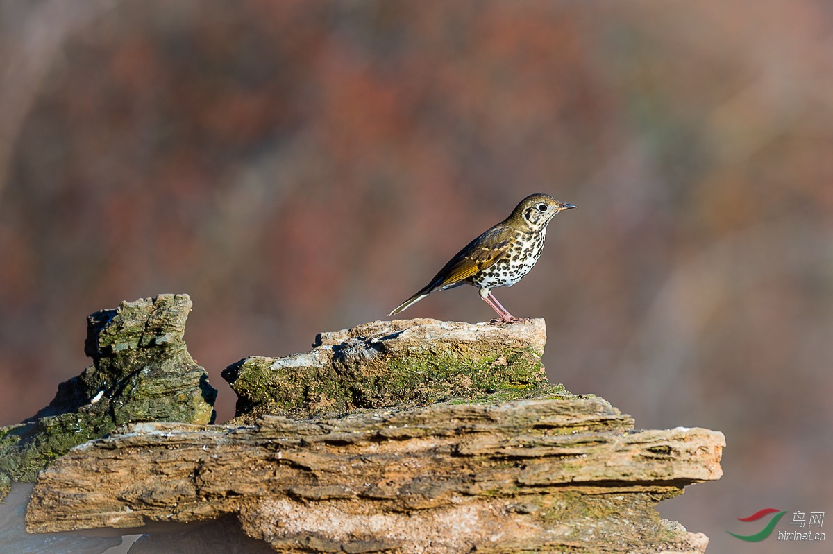 泉水湾--宝兴歌鸫