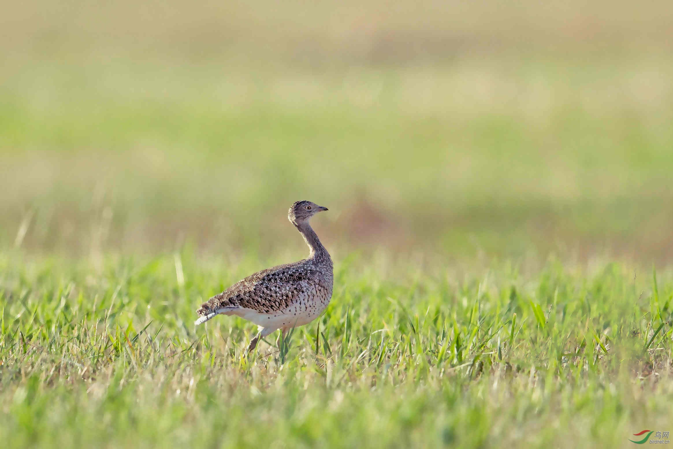 (小鸨)秋日小鸨