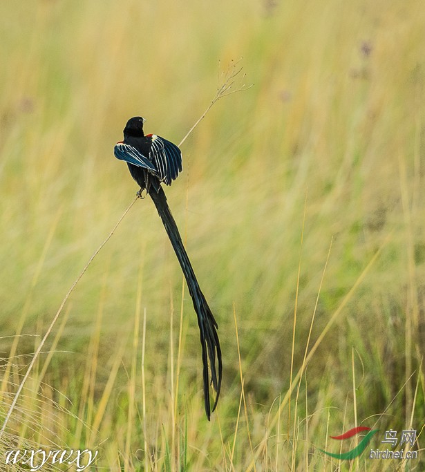 南非长尾巧织雀