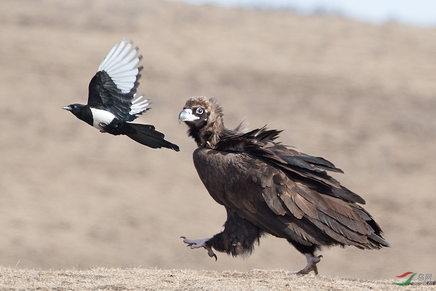 兄弟走起-----之座山雕