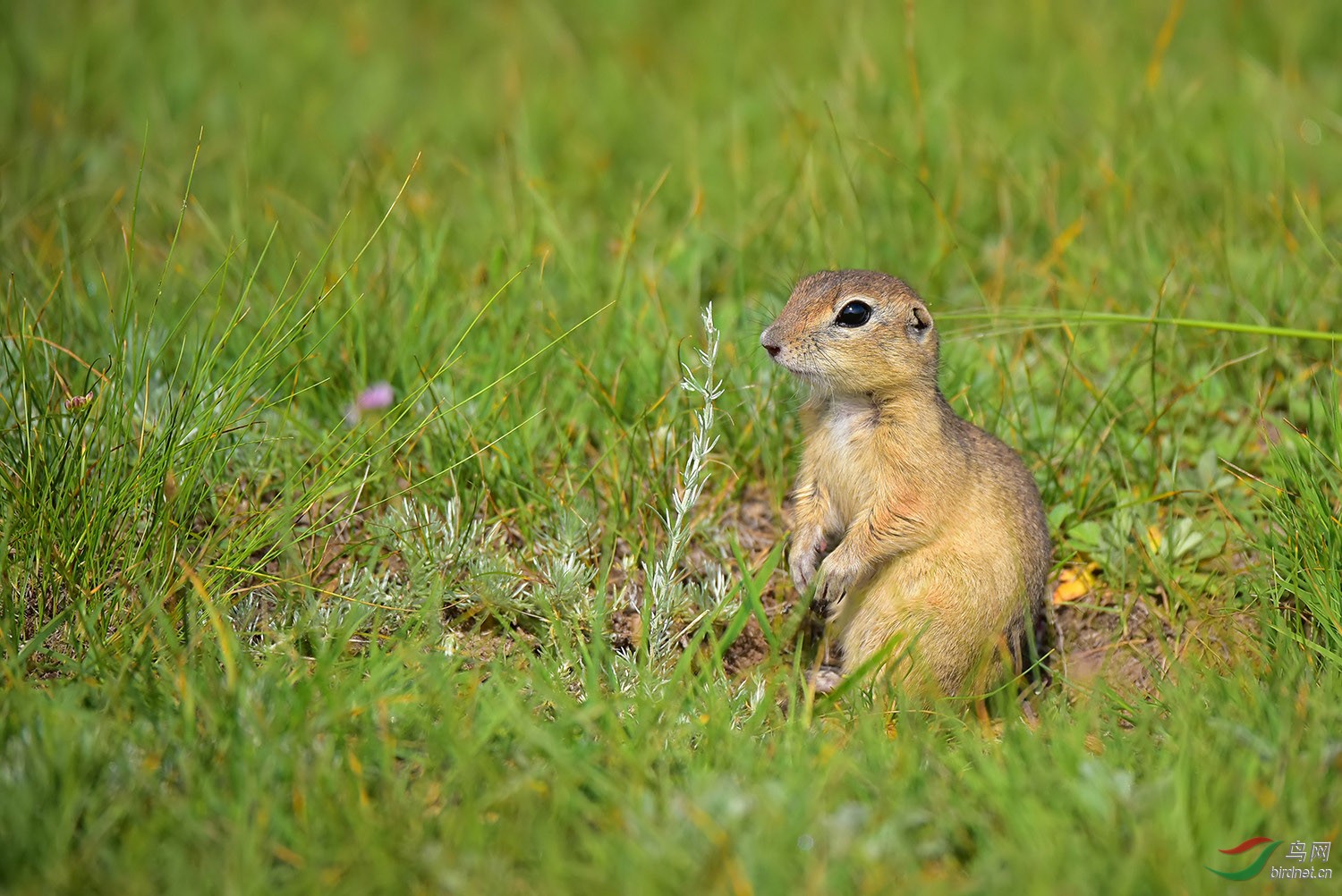 可爱的草原鼠 - 野生动物版 鸟网