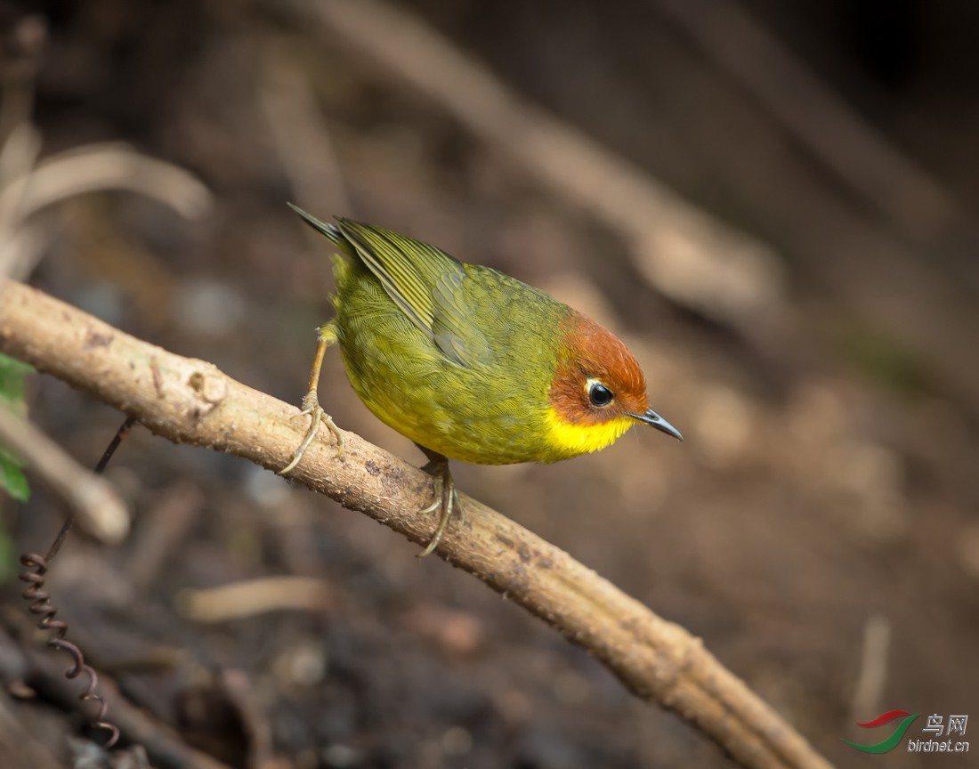 栗头地莺 chestnut-headed tesia