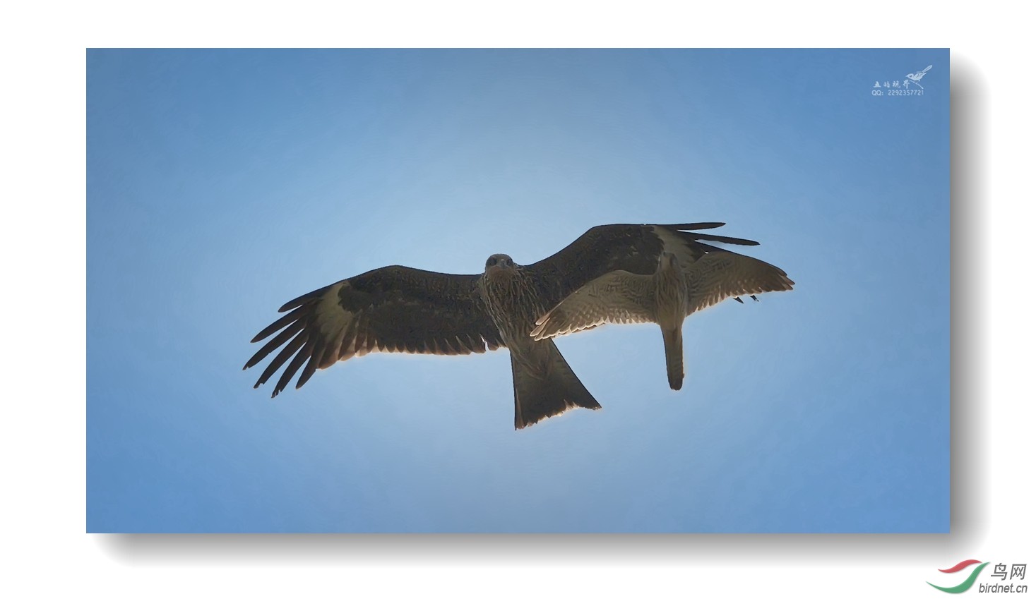 飞鹰4.jpg