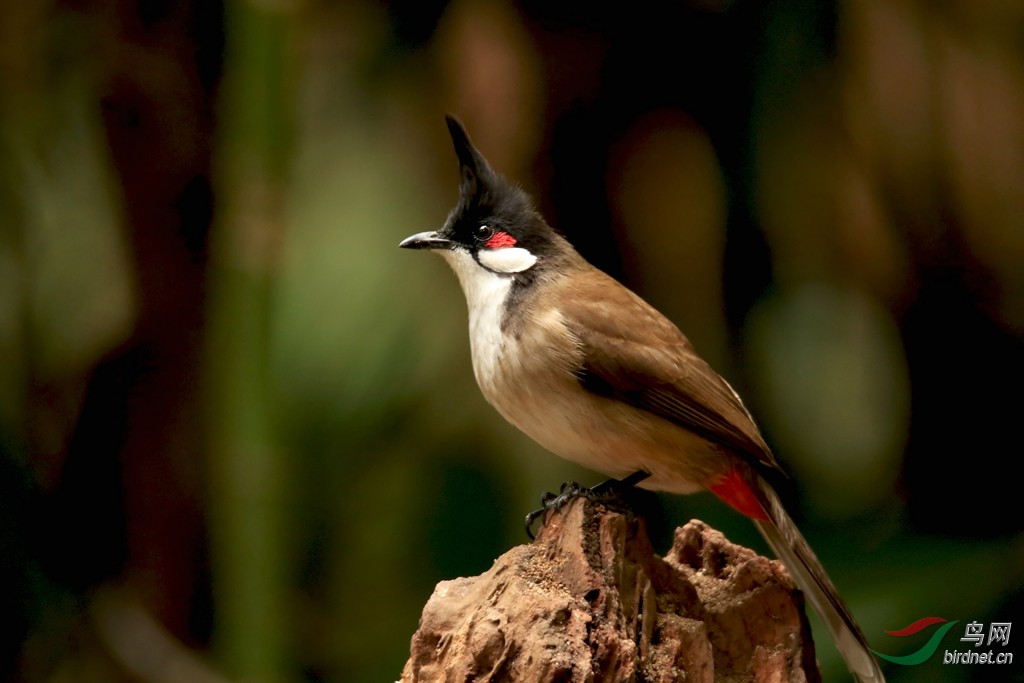 红耳鹎一一北方人俗称济公鸟