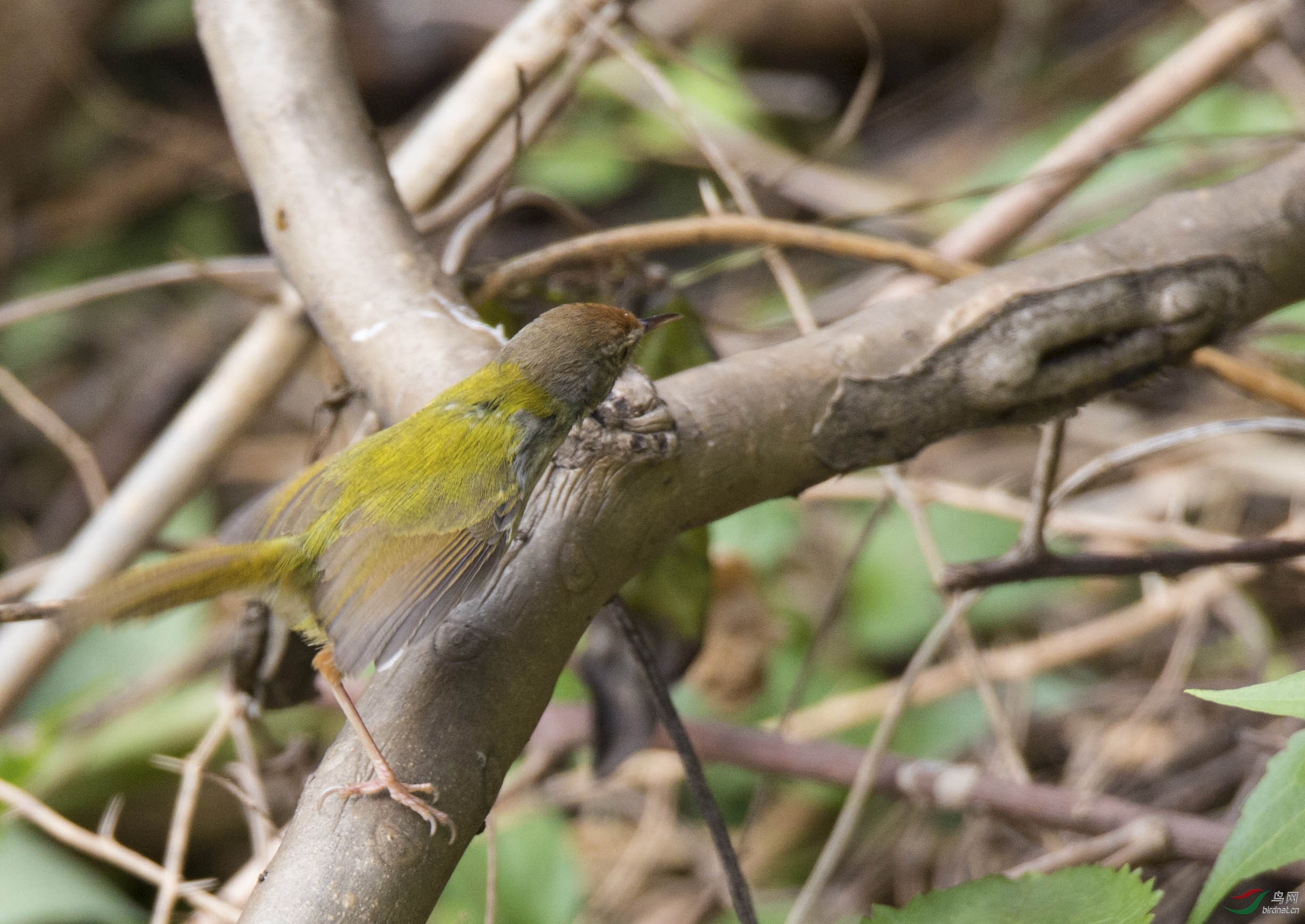 长尾缝叶莺一组