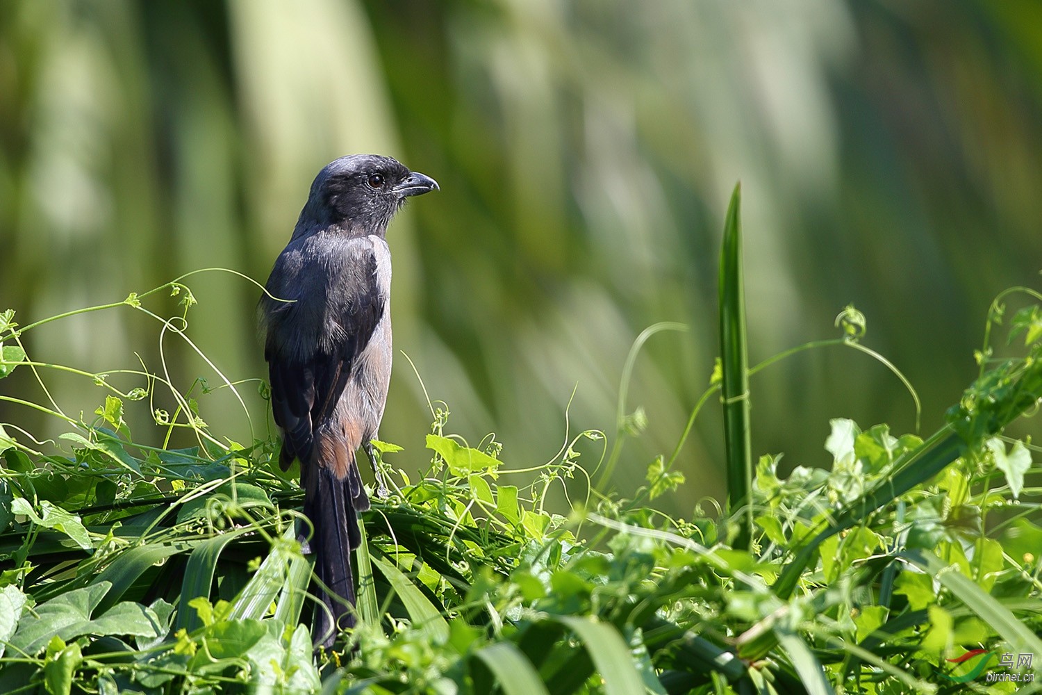 暗黑色伯劳棕背伯劳里面的挖煤工