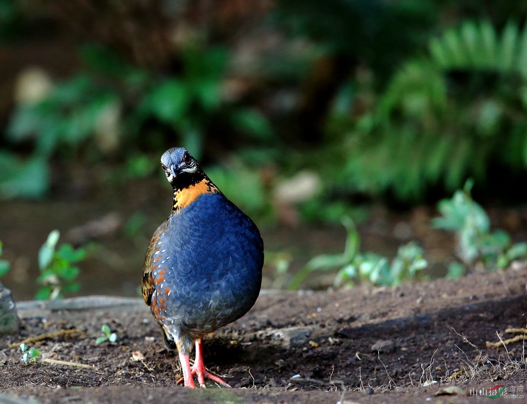 蓝喉山鹧鸪