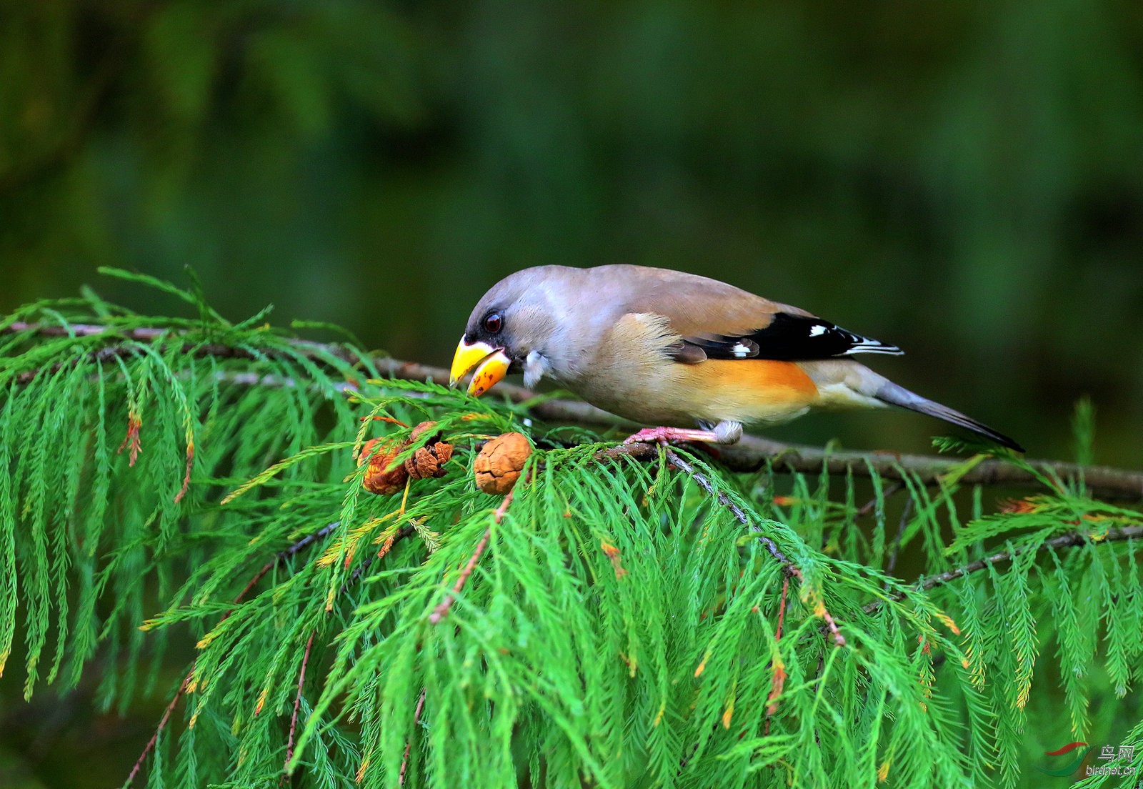 树果晚餐——黑尾蜡嘴(雌)