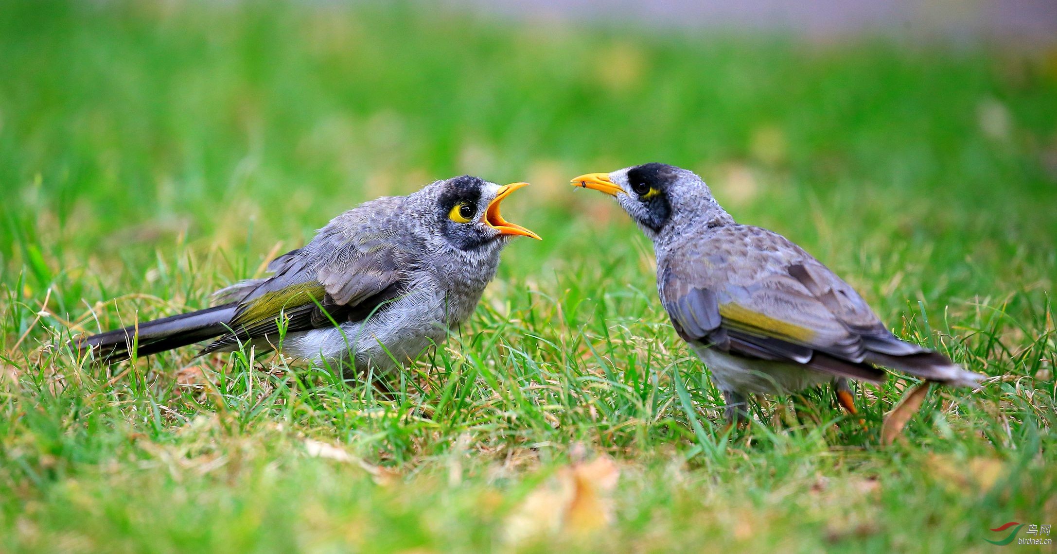 蚂蚁虽少,母子情深!