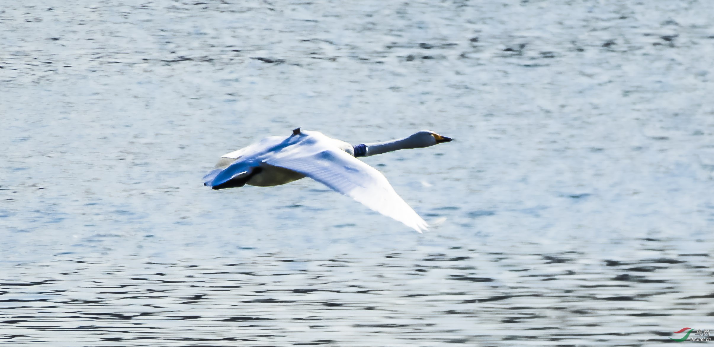 天鹅背上的什么东东