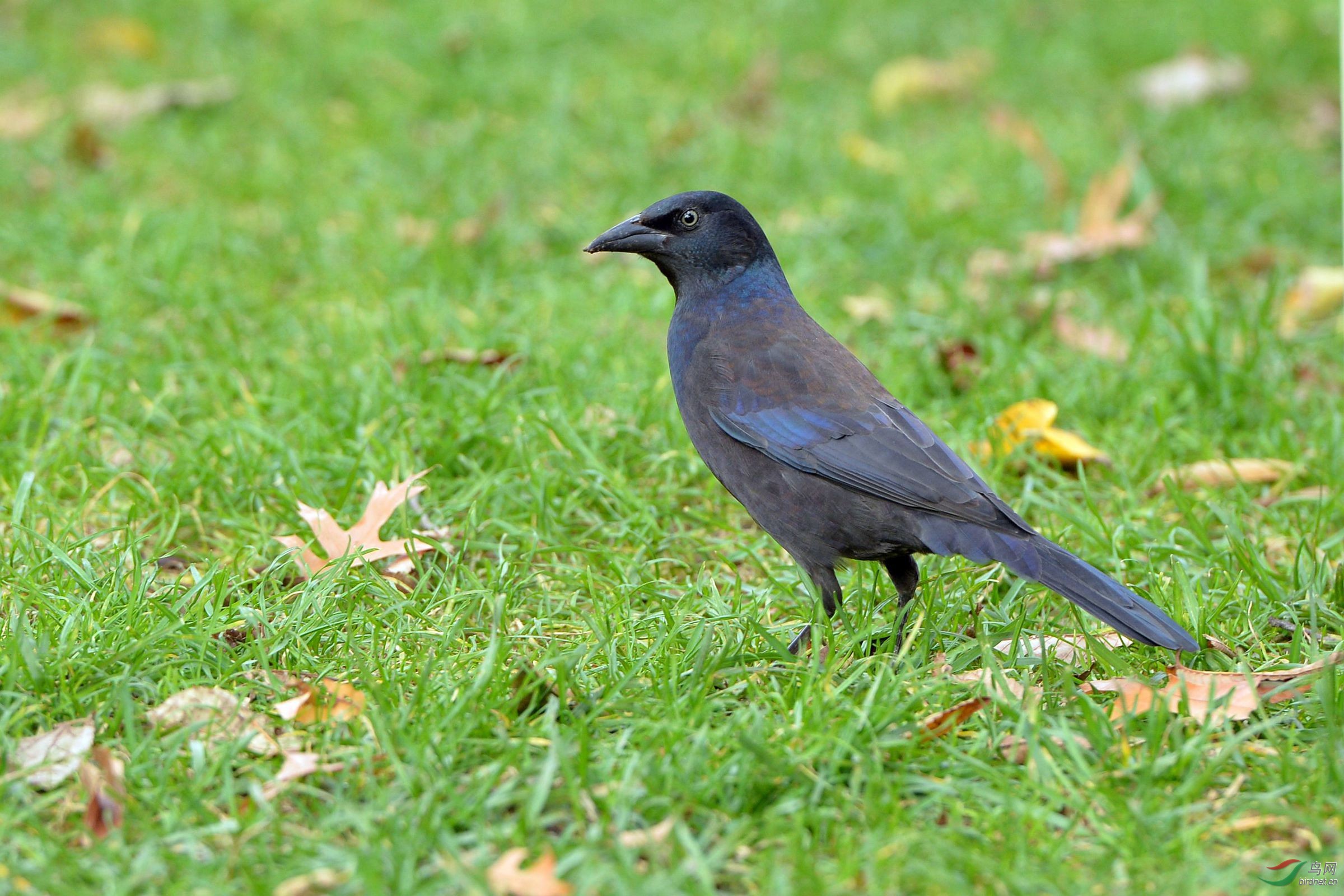 蓝头黑鹂(雄) - 广西版 guangxi 鸟网