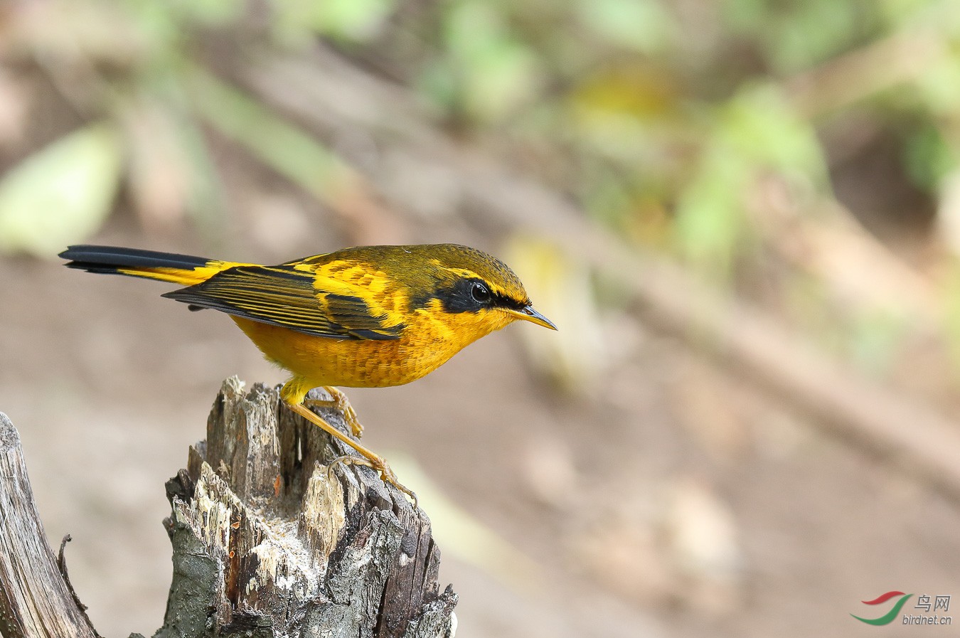 金色林鸟迎元旦