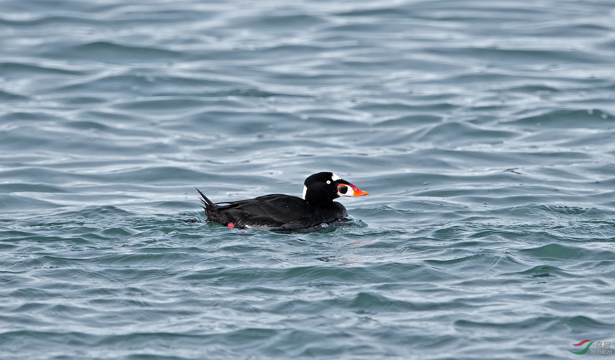 几只斑头海番鸭surfscoter