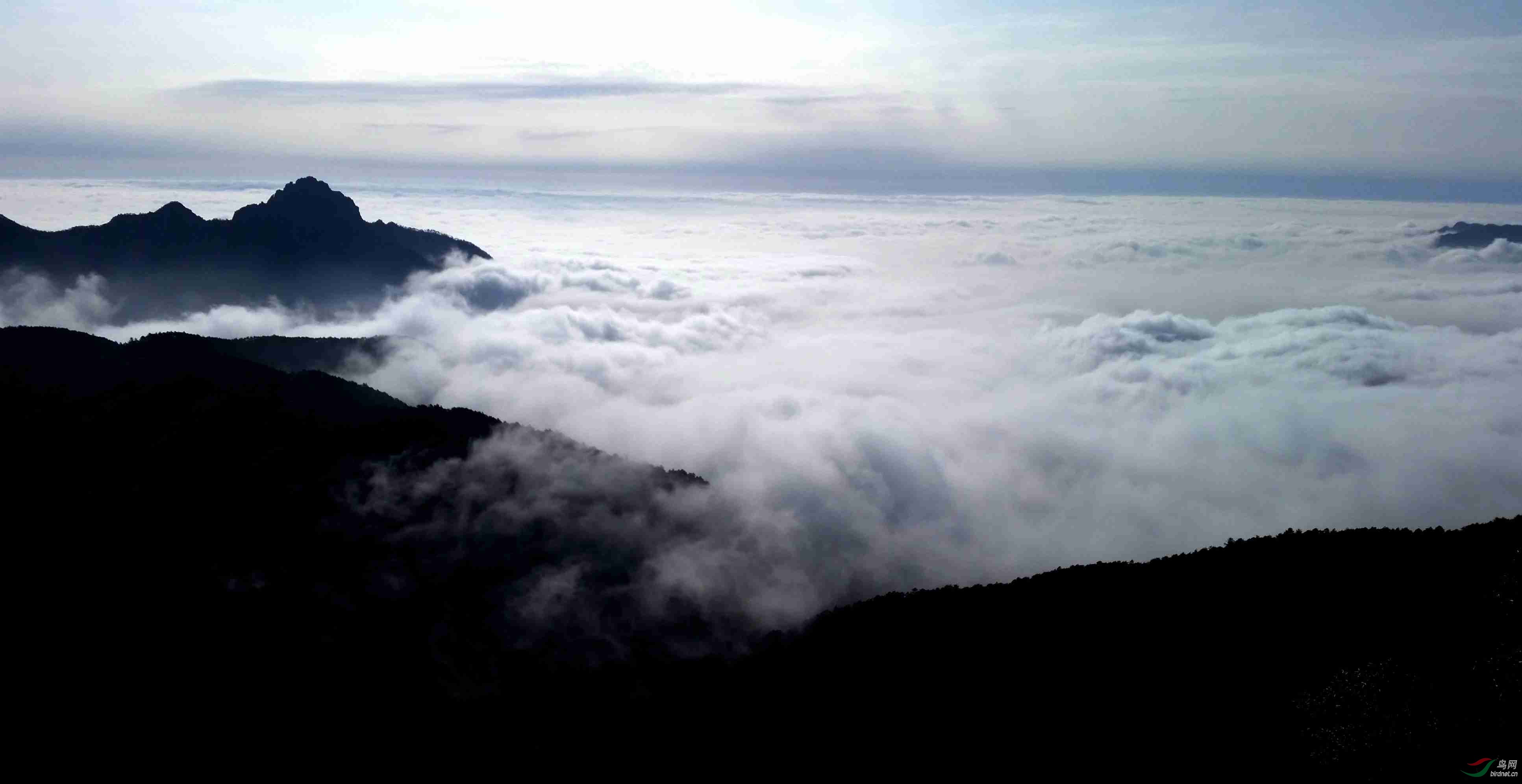 黄岗山的冬天-----------祝福建的鸟友元旦快乐!