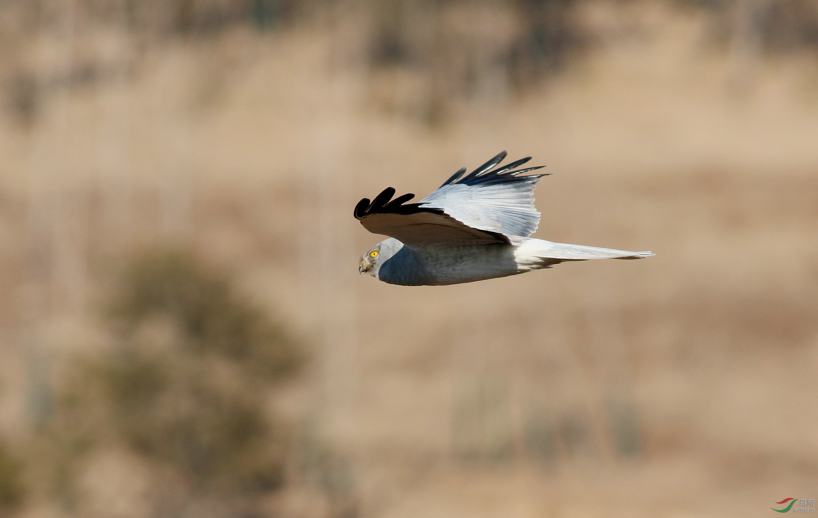 "白尾鹞"贺新年 - 观鸟拍鸟之旅 鸟网