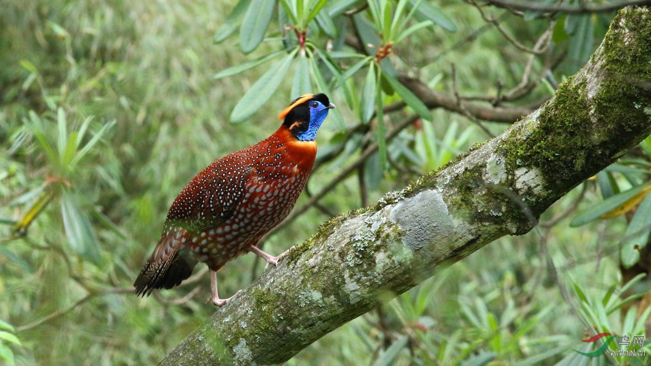 四川红腹角雉
