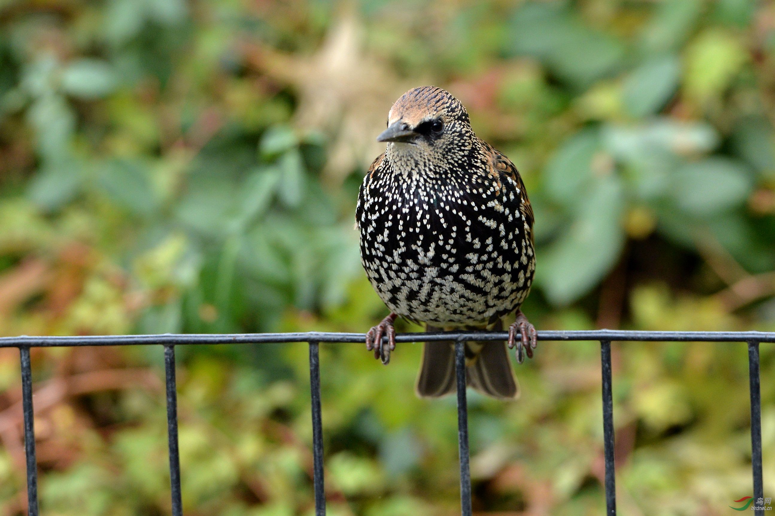 秋季纽约中央公园的菜鸟紫翅掠鸟