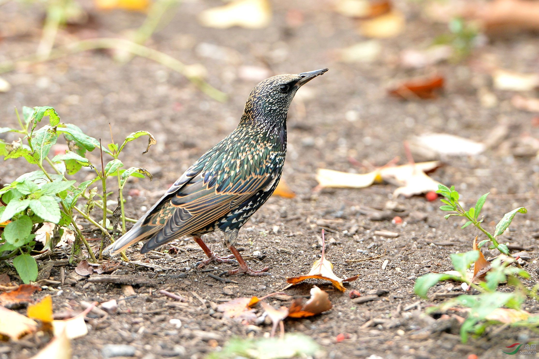 秋季纽约中央公园的菜鸟紫翅掠鸟