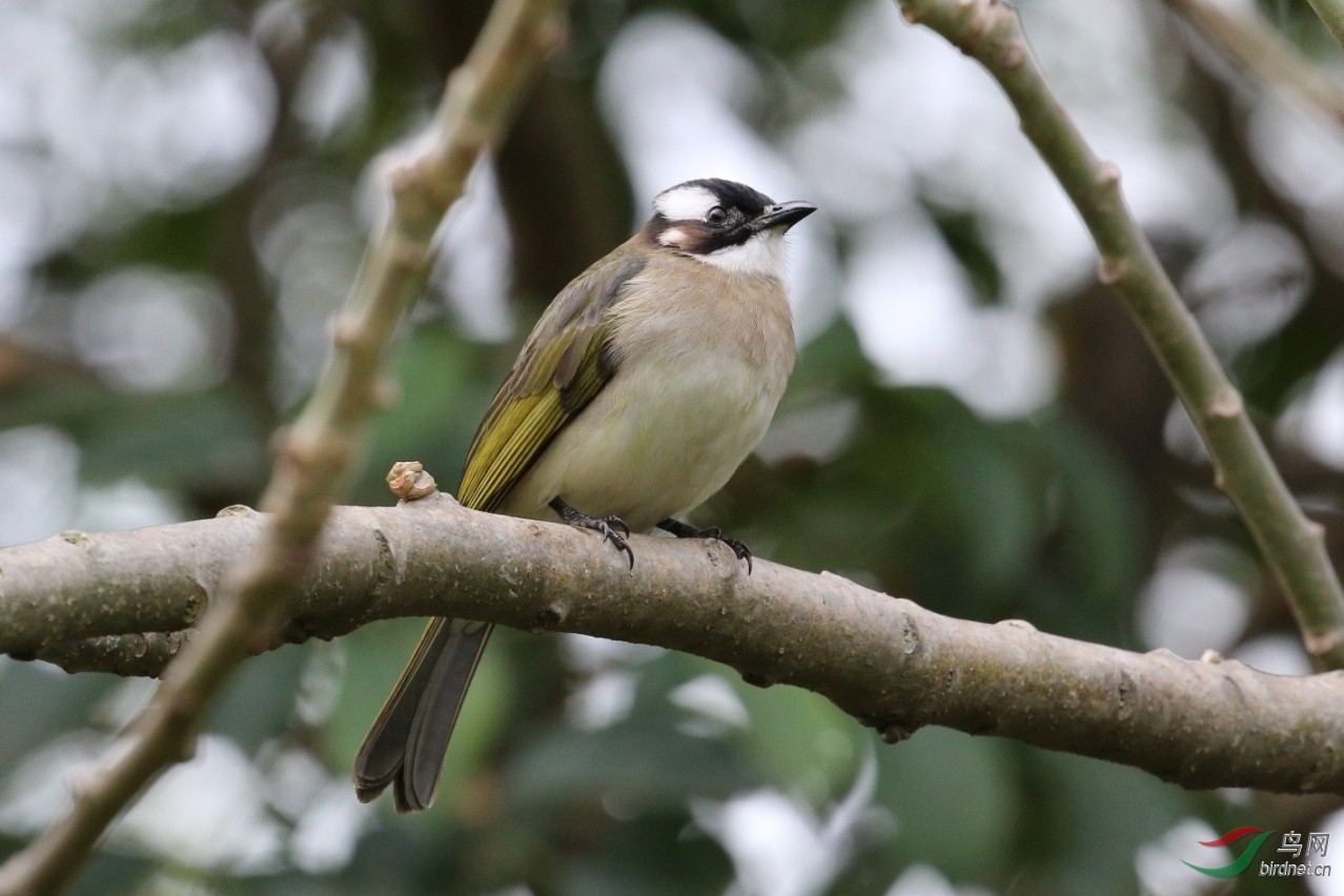白头鹎 - 林鸟版 鸟网