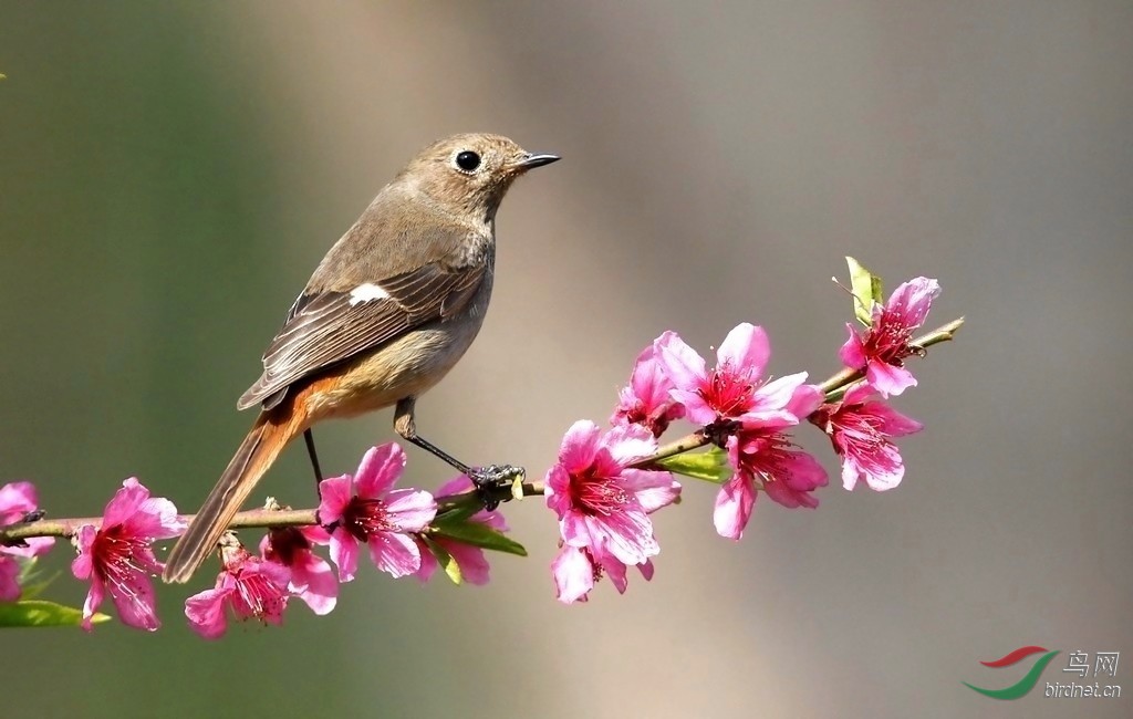 花鸟图---祝摄友们新年快乐!