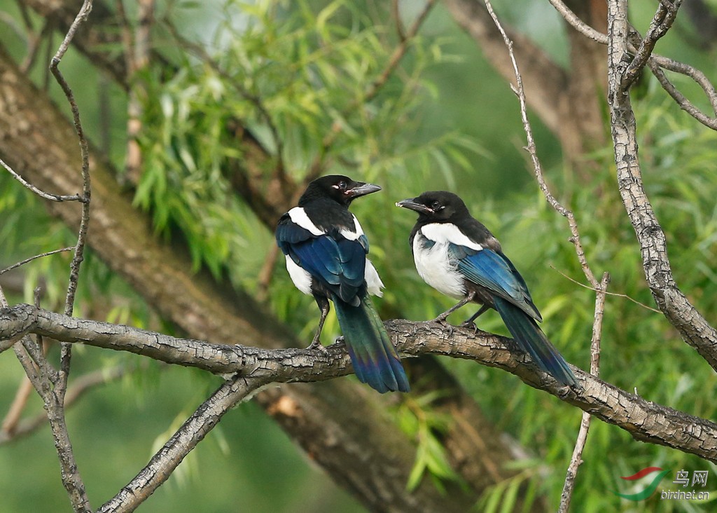 林中喜鹊祝鸟友们新年快乐
