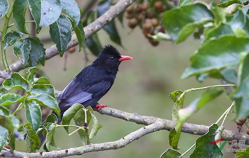 請叫大師鳥名 - 鳥類識別 bird identification 鳥網