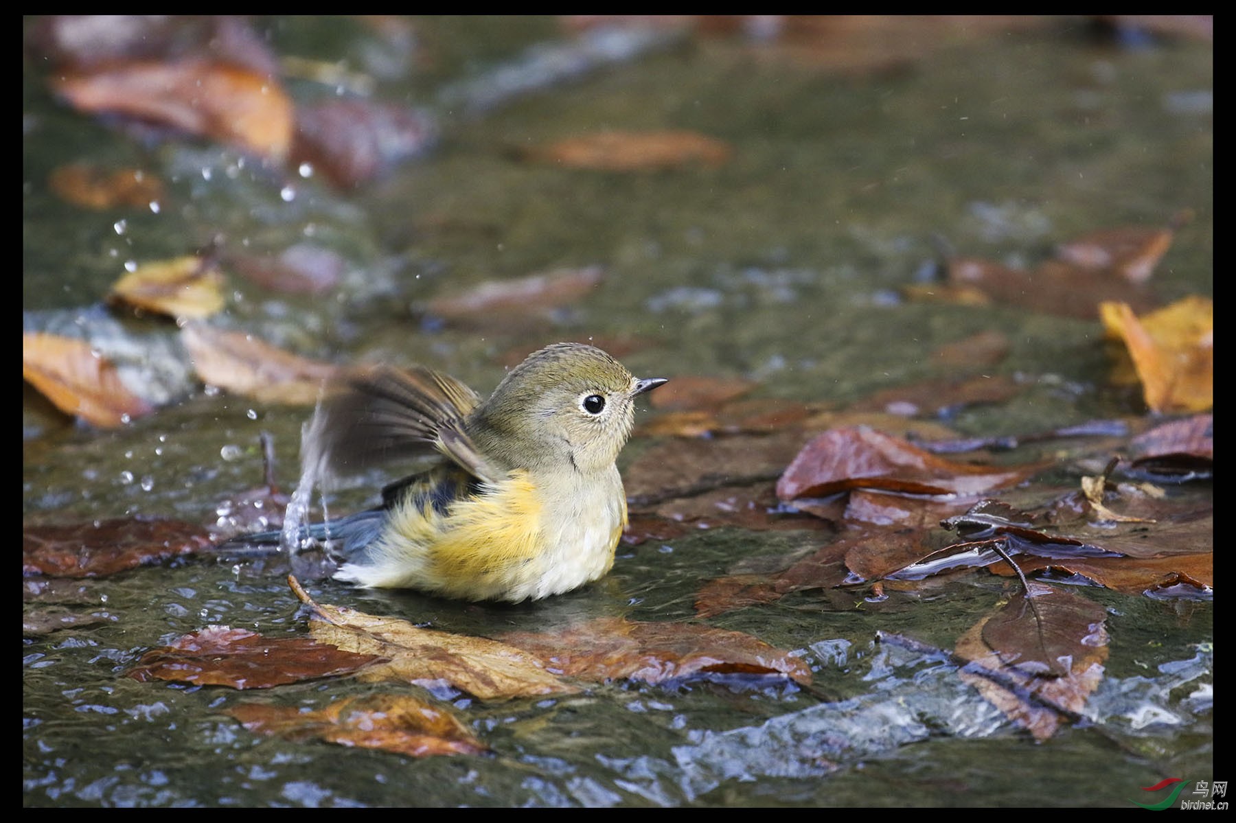 小鸟小溪洗亇澡
