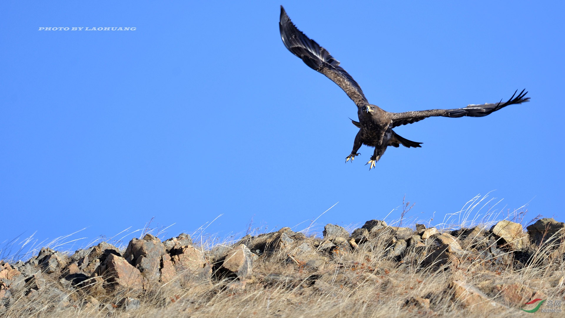 草原雕祝鸟友2016年大展宏图