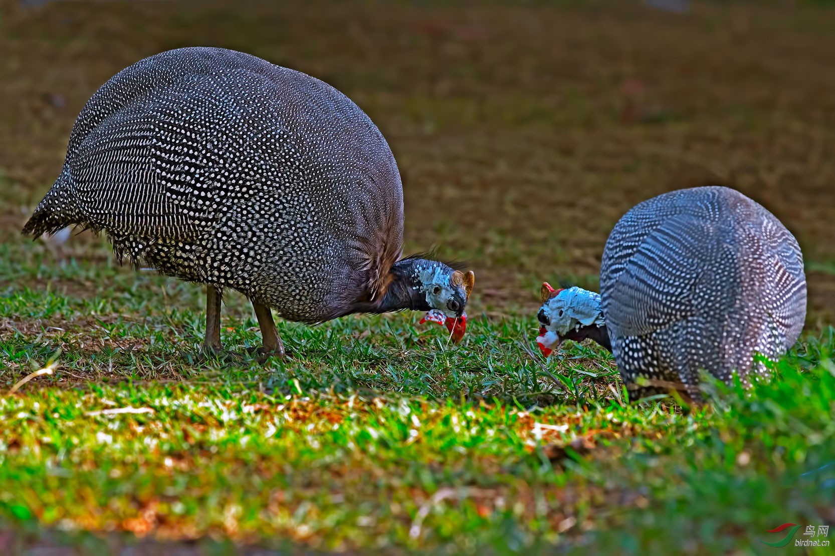 noexif_2048_guineafowl_act5730.jpg